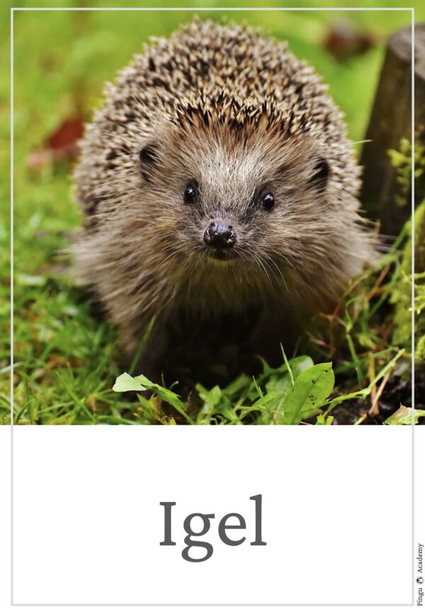 Tiere im Winter - Tierplakate